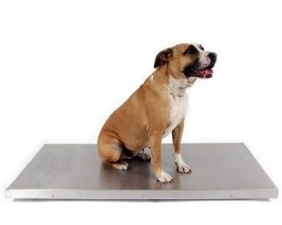 Balança Pet Shop 150 Kg - Balança Veterinária